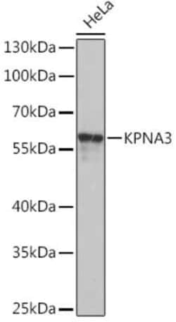 KPNA3 Rabbit anti-Human, Mouse, Rat, Polyclonal, Novus Biologicals 20 &mu;g;