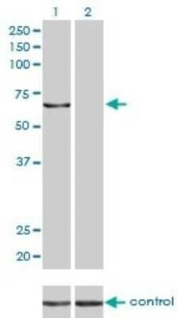 KPNA5 Antibody (1D2), Novus Biologicals 0.1 mg | Buy Online | Novus Biologicals | Fisher Scientific