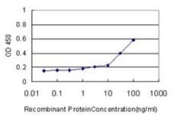 KRAS Antibody (3B10-2F2), Novus Biologicals 0.1 mg, Unconjugated:Antibodies,