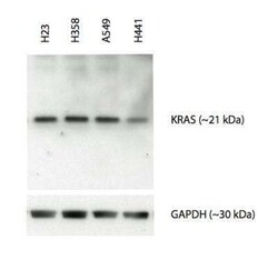 KRAS Antibody (3B10-2F2), Novus Biologicals 0.1 mg, Unconjugated:Antibodies,