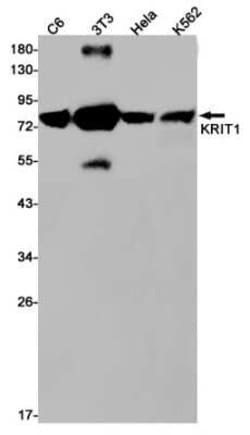 KRIT1 Rabbit anti-Human, Mouse, Clone: S01-6K9, Novus Biologicals:Antibodies:Primary