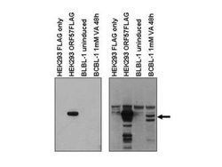 KSHV ORF57 Antibody, Novus Biologicals 50 &mu;g; Unconjugated:Antibodies,