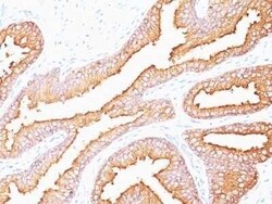 Novus Biologicals Kallikrein 3/PSA Antibody (SPM352) - Azide and BSA Free,
