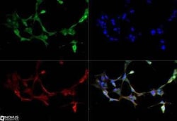 Kallikrein 6/Neurosin Antibody, Novus Biologicals:Antibodies:Primary Antibodies