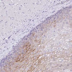 Kallikrein 8/Neuropsin Antibody, Novus Biologicals:Antibodies:Primary Antibodies