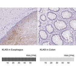 Kallikrein 8/Neuropsin Antibody, Novus Biologicals:Antibodies:Primary Antibodies