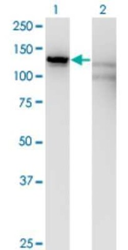 Kanadaptin Antibody (2G10), Novus Biologicals 0.1 mg; Unconjugated:Antibodies,