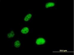 Kanadaptin Antibody, Novus Biologicals 0.05 mg | Buy Online | Novus Biologicals | Fisher Scientific