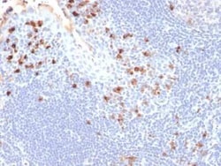 Kappa Light Chain Antibody (HP6053) - Azide and BSA Free, Novus Biologicals
