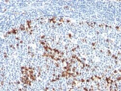 Kappa Light Chain Antibody (L1C1), Novus Biologicals:Antibodies:Primary