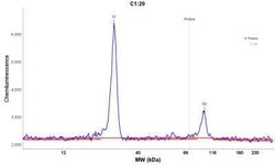 Kappa Light Chain Antibody (L1C1), Novus Biologicals:Antibodies:Primary