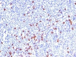 Kappa Light Chain Antibody (SPM508), Novus Biologicals 0.1 mg; Unconjugated:Antibodies,