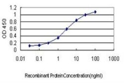 Karyopherin (importin) beta 3 Antibody (1C4), Novus Biologicals 0.1 mg | Buy Online | Novus Biologicals | Fisher Scientific