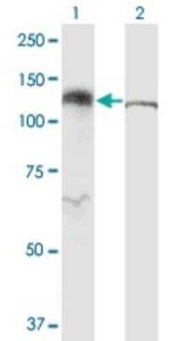 Karyopherin (importin) beta 3 Antibody (1C4), Novus Biologicals 0.1 mg | Buy Online | Novus Biologicals | Fisher Scientific