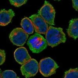 Kell Rabbit anti-Human, Polyclonal, Novus Biologicals 25 &mu;g; Unconjugated:Antibodies,
