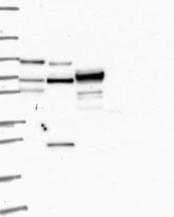 Kell Rabbit anti-Human, Polyclonal, Novus Biologicals 25 &mu;g; Unconjugated:Antibodies,