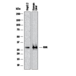 Human Ketohexokinase Antibody, R D Systems 100 &mu;g; Unconjugated:Antibodies,