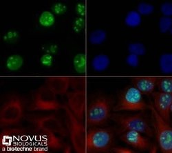 Ki67/MKI67 Antibody (1297A) - Azide and BSA Free, Novus Biologicals 0.1