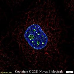 Ki67/MKI67 Antibody (1297A) - Azide and BSA Free, Novus Biologicals 0.1