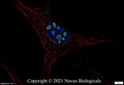 Ki67/MKI67 Antibody (1297A) - Azide and BSA Free, Novus Biologicals 0.1