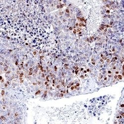 Ki67/MKI67 Antibody (1297A) - Azide and BSA Free, Novus Biologicals 0.1