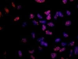 Ki67/MKI67 Antibody (8D5) - Azide and BSA Free, Novus Biologicals 0.1 mL;