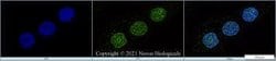 Ki67/MKI67 Antibody (8D5) - Azide and BSA Free, Novus Biologicals 0.1 mL;