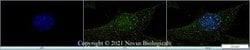 Ki67/MKI67 Antibody (8D5) - Azide and BSA Free, Novus Biologicals 0.1 mL;