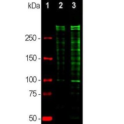 Ki67/MKI67 Antibody, Novus Biologicals 100 &mu;g; Unconjugated:Antibodies,