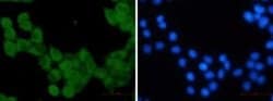 Kinesin 5B Rabbit anti-Human, Mouse, Rat, Clone: S04-6G8, Novus Biologicals