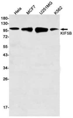 Kinesin 5B Rabbit anti-Human, Mouse, Rat, Clone: S04-6G8, Novus Biologicals