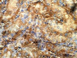 Kirrel1/NEPH1 Antibody, Novus Biologicals 100 &mu;g | Buy Online | Novus Biologicals | Fisher Scientific