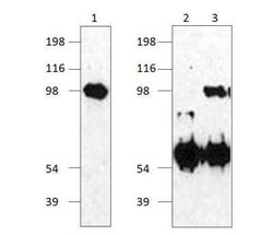 Kirrel1/NEPH1 Antibody, Novus Biologicals 100 &mu;g | Buy Online | Novus Biologicals | Fisher Scientific