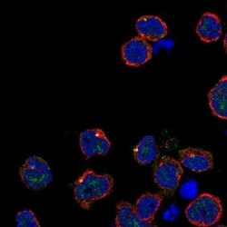 Kirrel2/NEPH3 Antibody, Novus Biologicals:Antibodies:Primary Antibodies