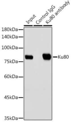 Ku80/XRCC5 Rabbit anti-Human, Clone: 7N7G3, Novus Biologicals 20 &mu;g;