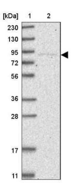 Ku80/XRCC5 Antibody, Novus Biologicals 25 &mu;L; Unconjugated:Antibodies,