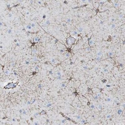 Kv1.3 Antibody, Novus Biologicals:Antibodies:Primary Antibodies