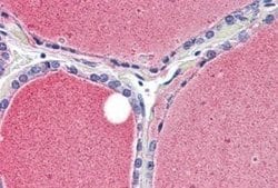 Kv1.3 Antibody, Novus Biologicals 50 &mu;g; Unconjugated:Antibodies, Polyclonal