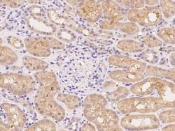 Kv1.6 Antibody, Novus Biologicals:Antibodies:Primary Antibodies