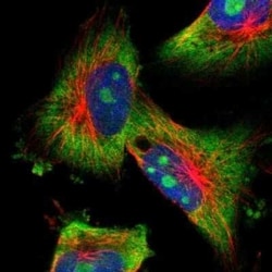 Kv3.4 Antibody, Novus Biologicals 25 &mu;L; Unconjugated:Antibodies, Polyclonal