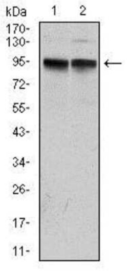 Kv7.1 Antibody (5E12) - BSA Free, Novus Biologicals 0.025 mL; Unconjugated:Antibodies,