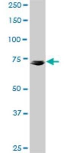 Kv7.4 Antibody (2H6), Novus Biologicals 0.1 mg, Unconjugated:Antibodies,