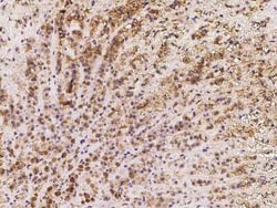 Kv7.1 Antibody, Novus Biologicals:Antibodies:Primary Antibodies