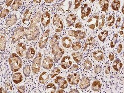 Kv7.1 Antibody, Novus Biologicals:Antibodies:Primary Antibodies
