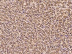 Kv7.5 Antibody, Novus Biologicals 50 &mu;g, Unconjugated:Antibodies, Polyclonal