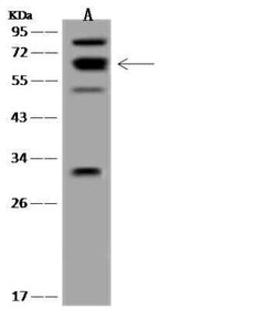 Kv9.3 Antibody, Novus Biologicals 50 &mu;g; Unconjugated:Anticorps, Polyclonal