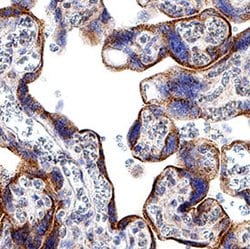 Human/Mouse/Rat Kynurenine 3-Monooxygenase/KMO Antibody, R D Systems 25