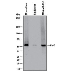 Human/Mouse/Rat Kynurenine 3-Monooxygenase/KMO Antibody, R D Systems 25