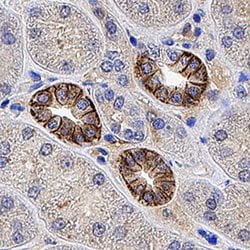 Human L1CAM Antibody, R D Systems 25 &mu;g | Buy Online | R&D Systems | Fisher Scientific