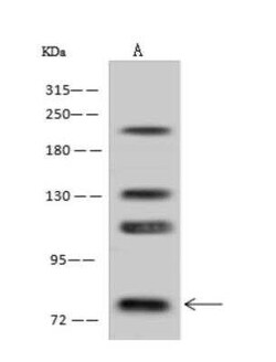 L3MBTL2 Antibody, Novus Biologicals 50 &mu;g; Unconjugated:Antibodies,